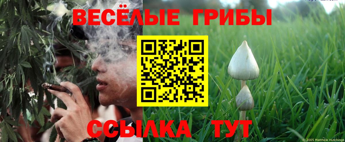 Верхняя Пышма  Галлюциногенные грибы Cubensis  Вход с VPN 